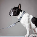 Load image into Gallery viewer, Ever So Wild Collar
