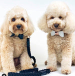 Leather Bow Tie Collar - Midnight