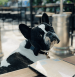 Leather Bow Tie Collar - Midnight