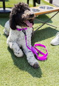 Load image into Gallery viewer, Electric Fuchsia collar and leash from The Modern Dog Company on a fluffy dog sitting on grass. Weather and odor resistant.