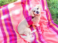 Load image into Gallery viewer, HARNESS - CANDY SWIRL