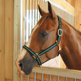 Load image into Gallery viewer, Jeffers Padded Nylon Horse Halter with Throat Snap