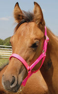Load image into Gallery viewer, Jeffers Nylon Foal & Pony Halter