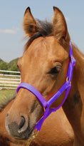 Load image into Gallery viewer, Jeffers Nylon Foal & Pony Halter