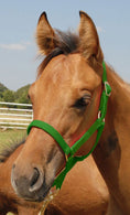 Load image into Gallery viewer, Jeffers Nylon Foal & Pony Halter