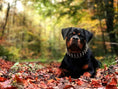 Load image into Gallery viewer, The "Gold Giant" collar