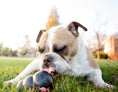 Load image into Gallery viewer, KONG Extreme Treat-Stuffing Dog Toy for Power Chewers