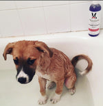 Calming Lavender Dog Shampoo w/Aloe Vera & Essential Oils