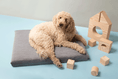 Load image into Gallery viewer, Gray | Modern Dog Bed or Bed Cover