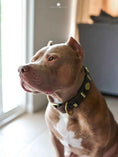 Load image into Gallery viewer, The "Maximus" collar 2.5 inch wide brown & gold