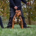 Load image into Gallery viewer, 'Midas'' leather dog harness gold medium size