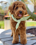 Load image into Gallery viewer, CLASSIC NECKTIE - Southlake Paws