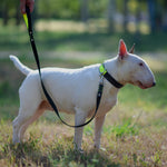 Personalized Scale & Fluo Dog Leash