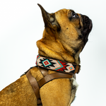 Phoenix Sambboho dog collar