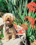 Load image into Gallery viewer, Jurassic Bark Leash Kit - Southlake Paws