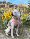 Load image into Gallery viewer, Peach Fairisle Dog Sweater