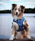 Load image into Gallery viewer, EcoBark Nautical Dog Harness - Over-the-Head Soft Mesh Vest Halter for Small to Medium Dogs