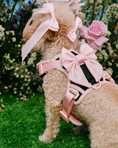 Load image into Gallery viewer, Wander! Bow Harness Ballerina