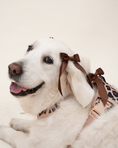 Load image into Gallery viewer, Petite Bow Clips - Cocoa