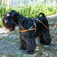 Load image into Gallery viewer, Nubuck Celestial Dog Harness