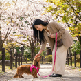 Load image into Gallery viewer, Pink Dog Leash by EcoBark - Padded Comfort Grip Leash - 4ft, 5ft, and 6ft Leash for Teacup, Small, and Medium Dogs