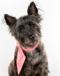 Load image into Gallery viewer, CLASSIC NECKTIE - Southlake Paws