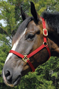 Load image into Gallery viewer, Jeffers Premium Nylon Weanling & Yearling Horse Halters, 3-Ply, 1"