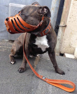 'Maximus'' Silver Basket Muzzle