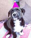 Load image into Gallery viewer, PAWTY HAT