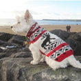 Load image into Gallery viewer, Red Reindeer Shawl Dog Sweater