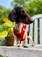 SoHo Dog Harness - Iconic Red Doodle Couture™