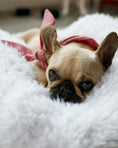 Load image into Gallery viewer, CLASSIC NECKTIE - Southlake Paws