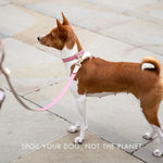 Collar - Vegan Leather - Rio Nina Woof