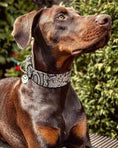 Load image into Gallery viewer, The ''Rock Python'' collar