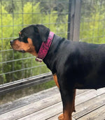 The ''Rock Python'' collar PINK