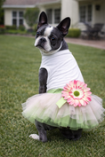 Load image into Gallery viewer, Parisian Pet 'Sunflower Dress' for Dogs and Cats, Designer Sleeveless, Summer Pet Apparel, Green