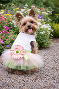 Load image into Gallery viewer, Parisian Pet 'Sunflower Dress' for Dogs and Cats, Designer Sleeveless, Summer Pet Apparel, Green