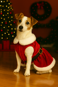 Load image into Gallery viewer, Parisian Pet 'Mrs. Claus Dress' Dog & Cat Shirt – Holiday Pet Dress, Perfect for Christmas – Red