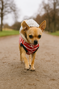 Load image into Gallery viewer, Parisian Pet 'Striped Pom Pom Hoodie', Red – Soft & Fashionable Pet Hoodie with Playful Pom Pom Design