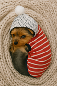 Load image into Gallery viewer, Parisian Pet 'Striped Pom Pom Hoodie', Red – Soft & Fashionable Pet Hoodie with Playful Pom Pom Design