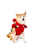 Load image into Gallery viewer, Christmas Elf Holiday Dog Sweater