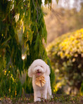 Load image into Gallery viewer, Satin Collar Bow 2.0 - Buttercream