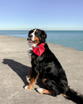 Load image into Gallery viewer, Satin Collar Bow - Cherry