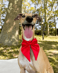Load image into Gallery viewer, Satin Collar Bow - Cherry