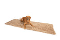 Load image into Gallery viewer, PupProtector™ Luxe Waterproof Bed Runner - Plush Sheep Tan