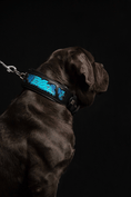 Load image into Gallery viewer, The ''Morelia Python'' collar