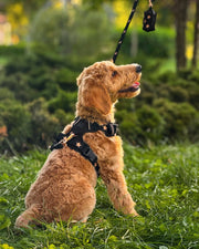 The NoMad Adjustable Luxe Harness - Rockstar