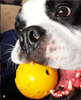 Load image into Gallery viewer, ID Ball Durable Rubber Chew Ball