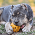 Load image into Gallery viewer, Gear eDispenser - Durable Rubber Yak Chew Holder & Treat Pocket | USA Made