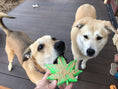 Load image into Gallery viewer, Colorado Maple Leaf Nylon Dog Chew Toy for Aggressive Chewers | USA Made